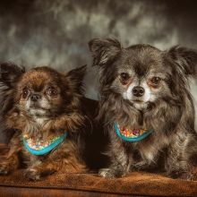 20200202 IMG 7980 Bearbeitet