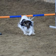 DSC 0247 1400