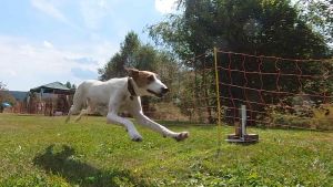 Einladung Hunderennen 2025