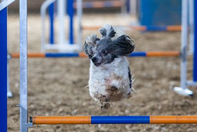 Halloween Agility Turnier 2021